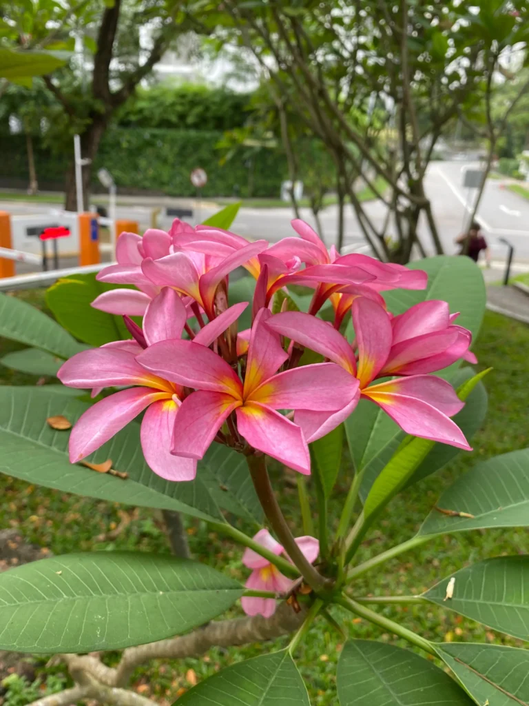 লাল কাঠগোলাপ