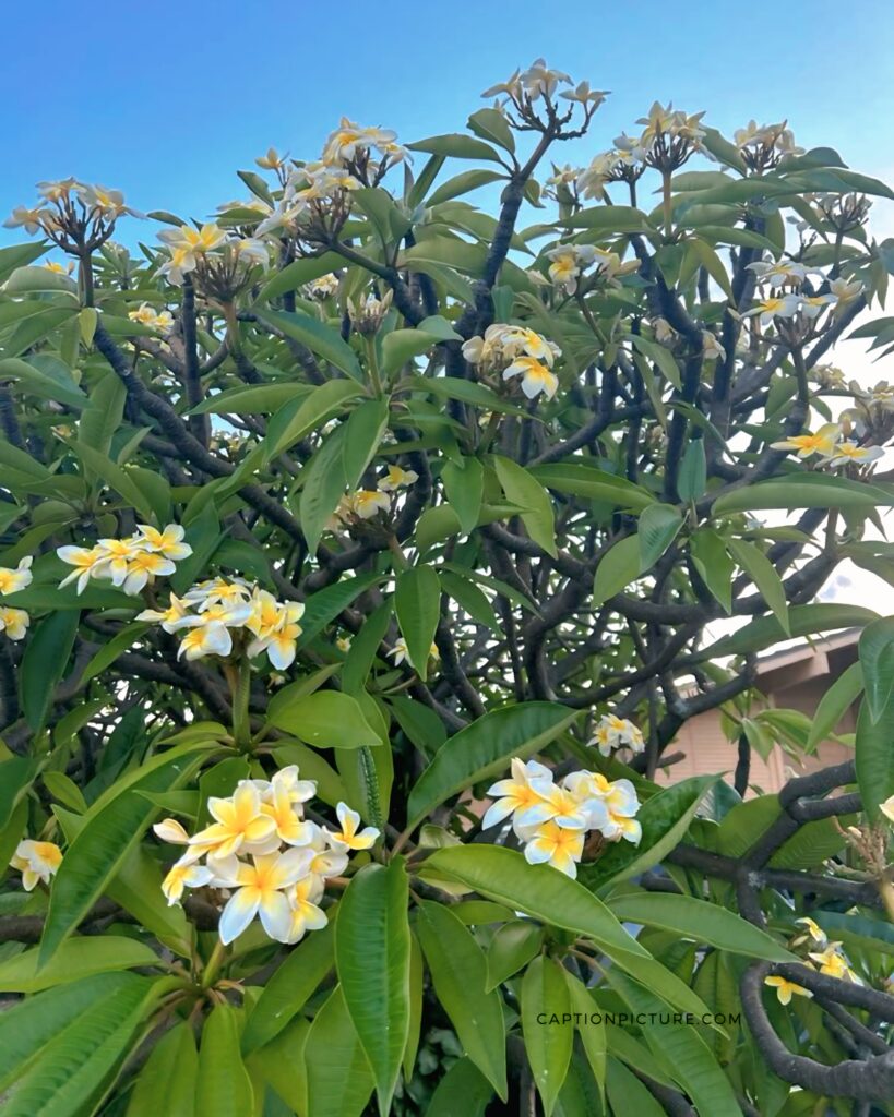 কাঠগোলাপ ফুল গাছ