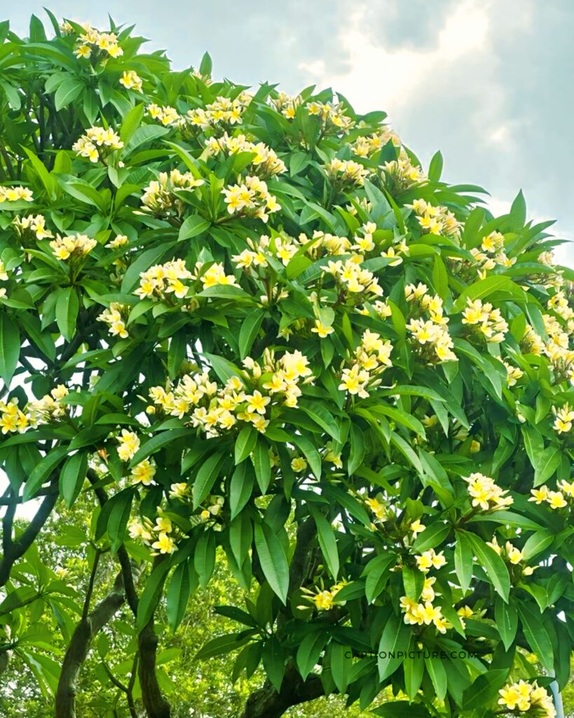 কাঠগোলাপ ফুল গাছ