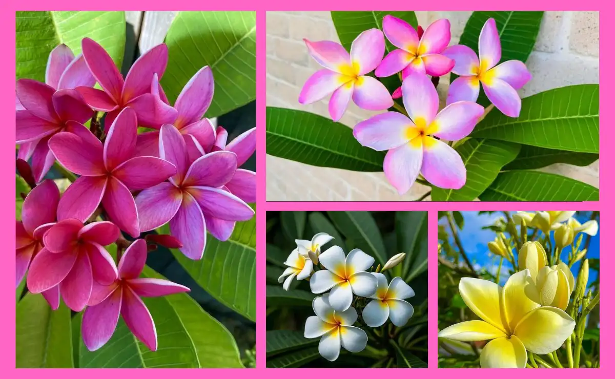 কাঠগোলাপ ফুলের ছবি