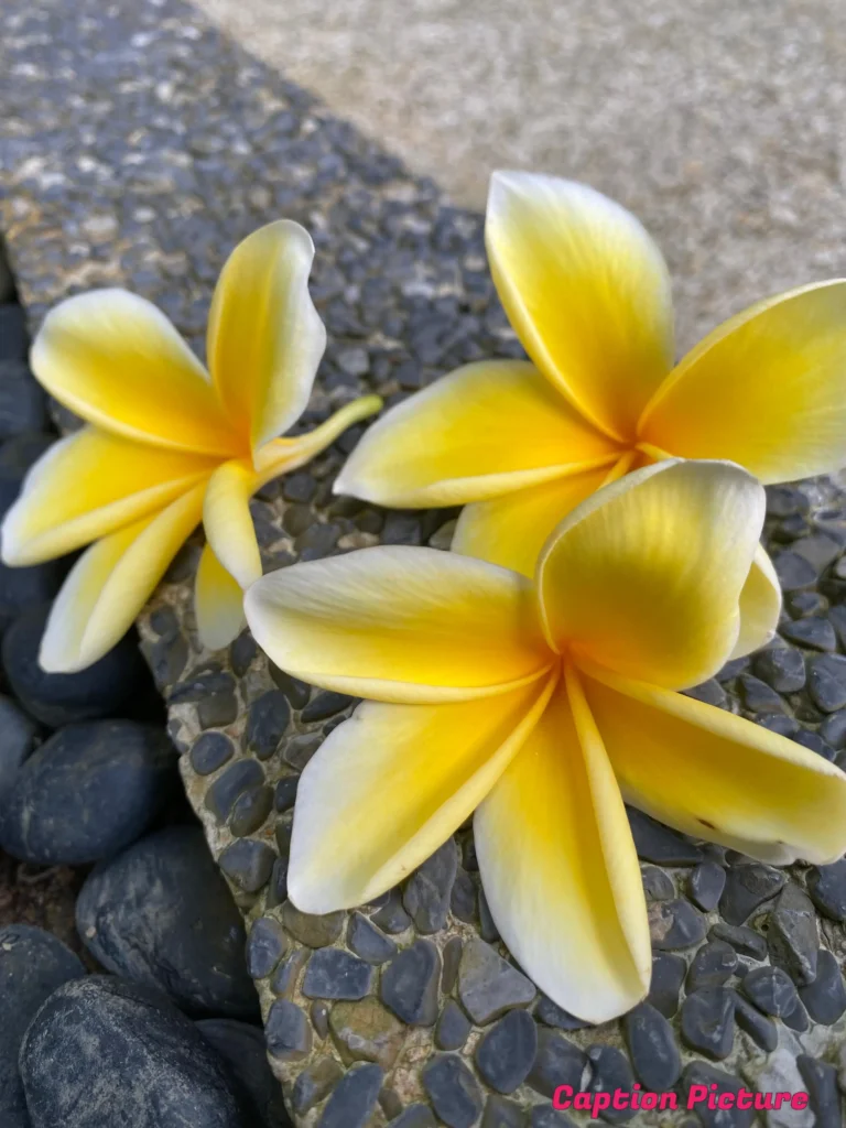 হলুদ কাঠগোলাপ ফুল 