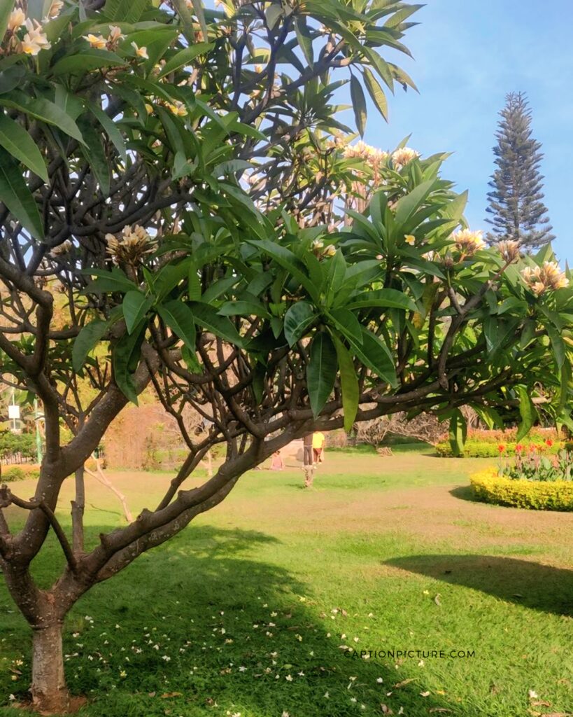 কাঠগোলাপ ফুল গাছ