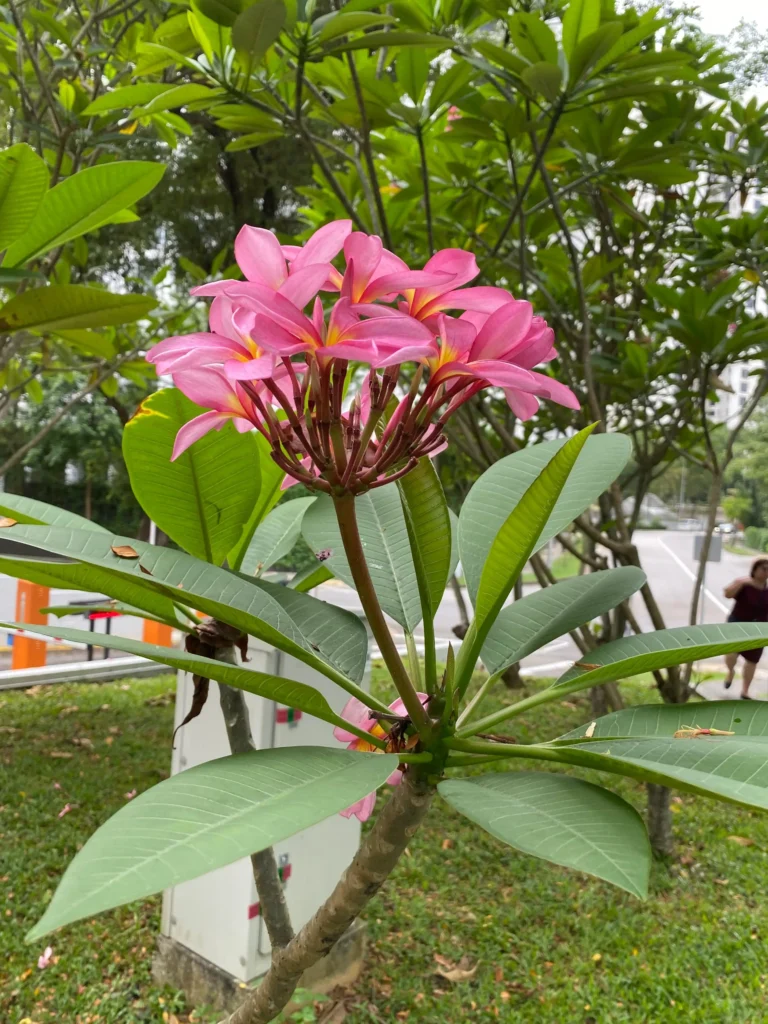 লাল কাঠগোলাপ দূর থেকে 