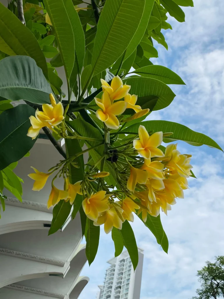 হলুদ কাঠগোলাপ 