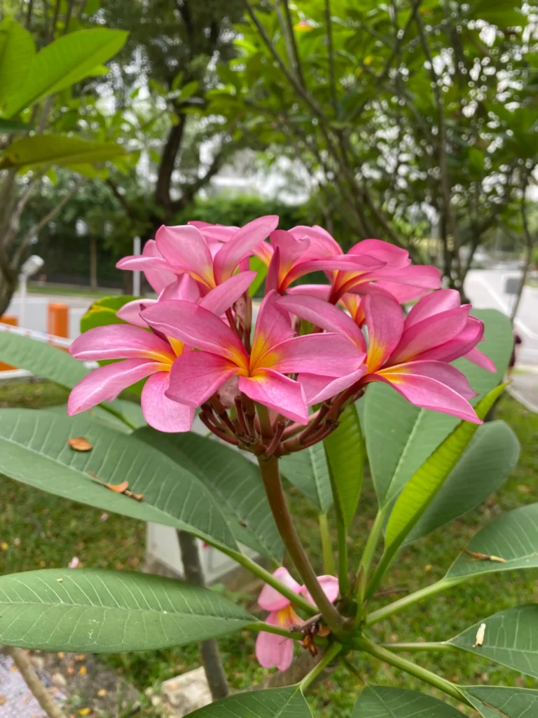 লাল কাঠগোলাপ ক্লোজআপ