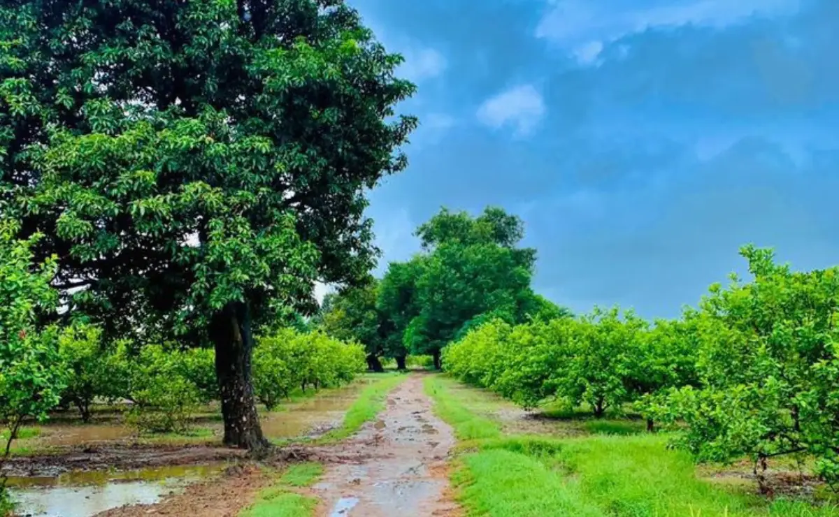 প্রকৃতির ছবি গাছপালা ও নীল আকাশ